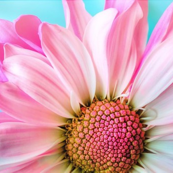 Meet your Posher, Hope - Picture 1 of 1